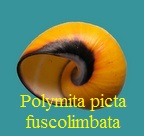 Polymita picta fuscolimbata